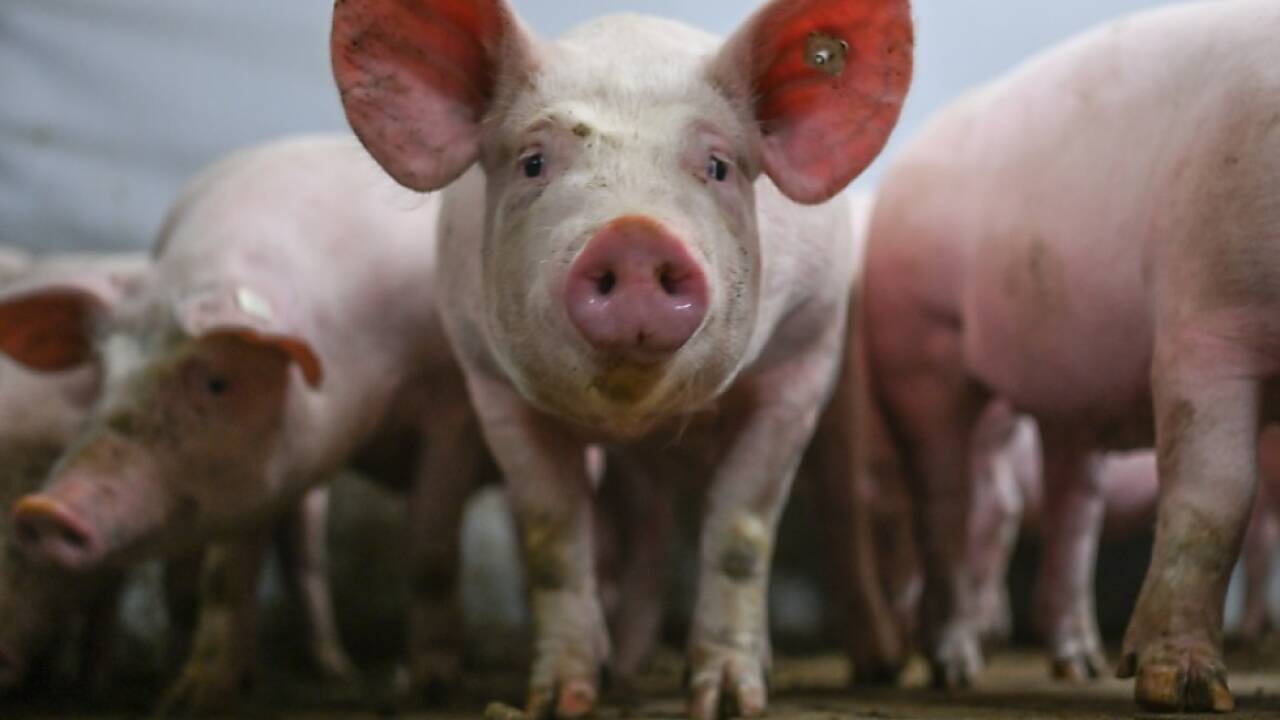 Aufhebung der Bestimmung im Tierschutzgesetz erfolgt mit 1. Juni 2025  Aufhebung der Bestimmung im Tierschutzgesetz erfolgt mit 1. Juni 2025