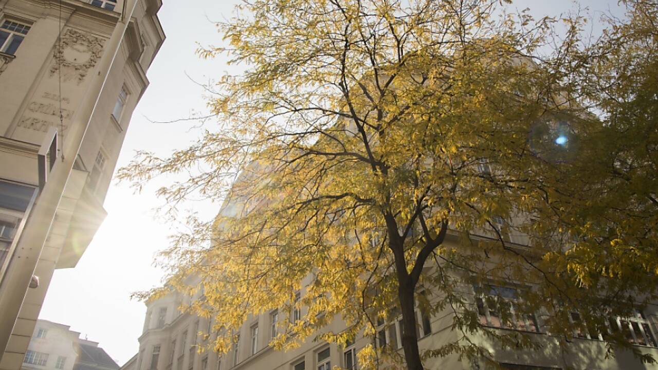 Das Wiener Baumschutzgesetz wird novelliert 