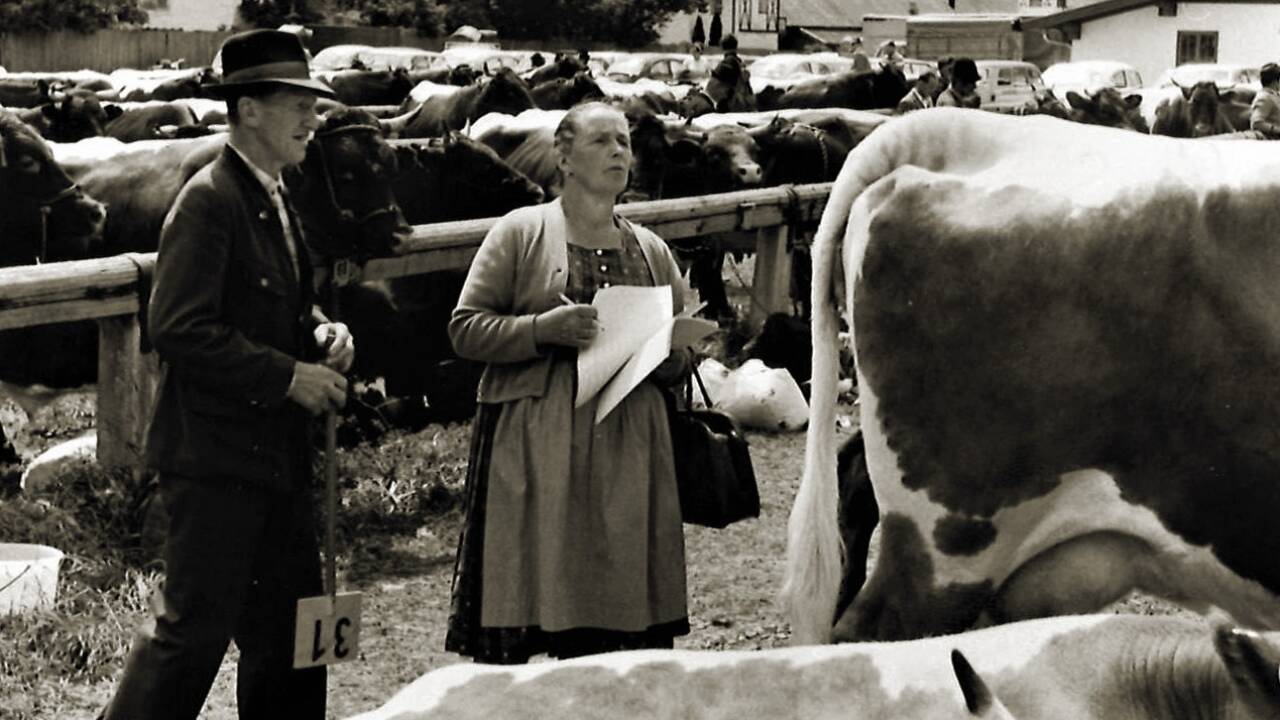Eine Flachgauer Bäuerin bei der Begutachtung einer der aufgetriebenen Kühe in den 1960er-Jahren. Eine Flachgauer Bäuerin bei der Begutachtung einer der aufgetriebenen Kühe in den 1960er-Jahren.