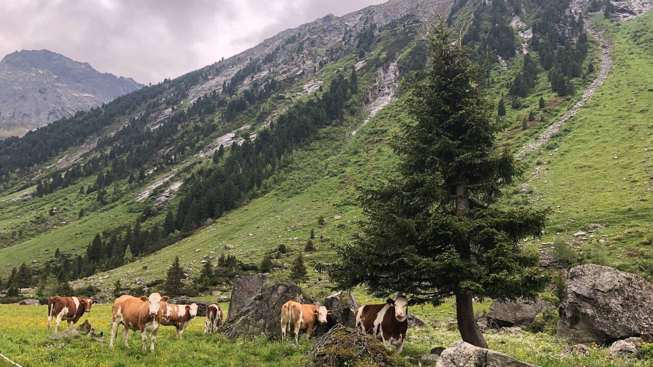 Grundlage für die Heuwirtschaft ist das Dauergrünland von Bergregionen: Kühe ernähren sich auf Almen und Weiden von Frischgras, im Winter dient nährstoffreiches Heu als Futter. 
