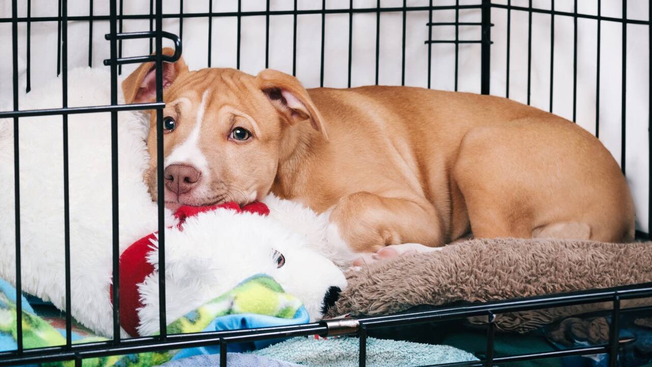 Hauptsache, die Tür bleibt offen: Ein Hund sollte in seiner Box nicht eingesperrt werden.  
