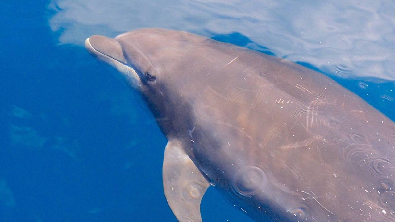 Große Tümmler in Aktion.   Große Tümmler in Aktion.