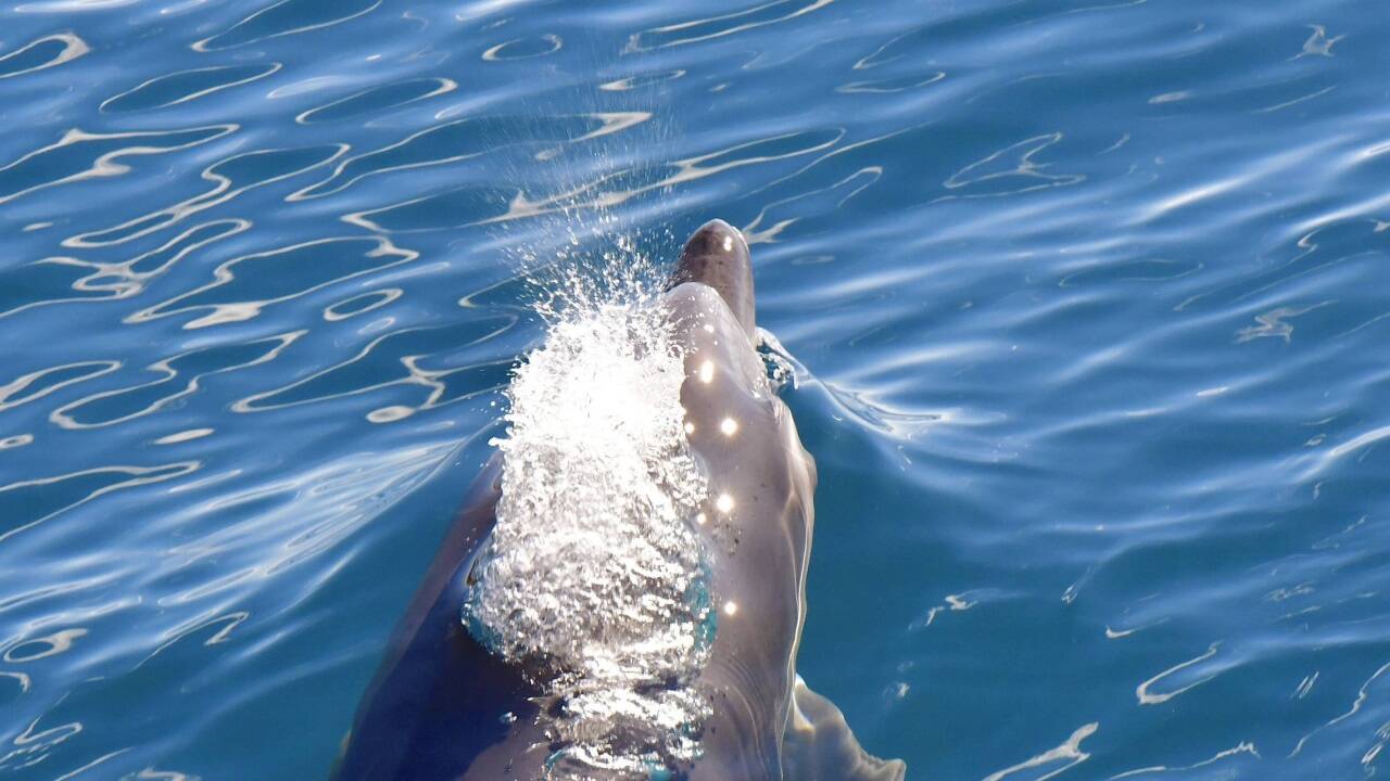 Große Tümmler in Aktion.   Große Tümmler in Aktion.