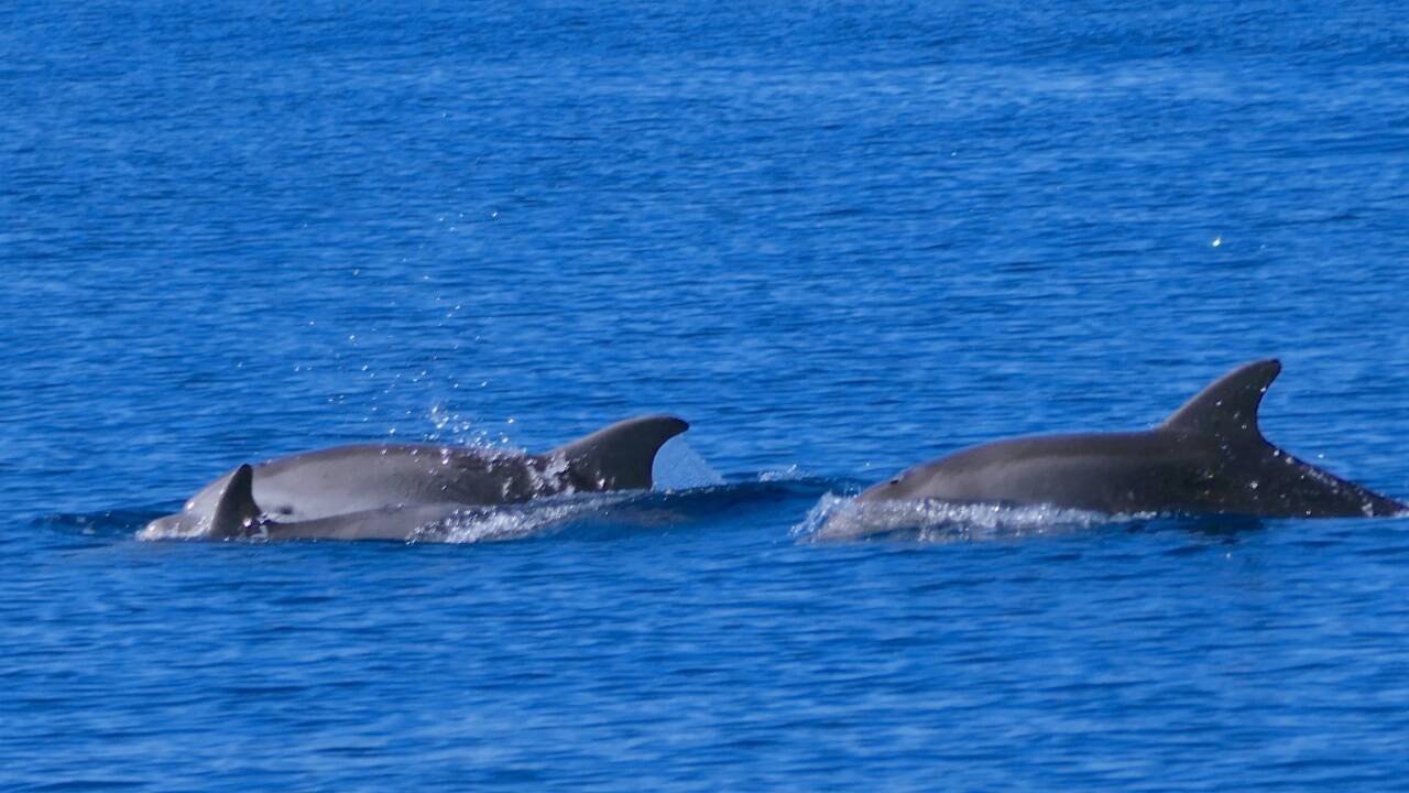 Große Tümmler in Aktion.   Große Tümmler in Aktion.