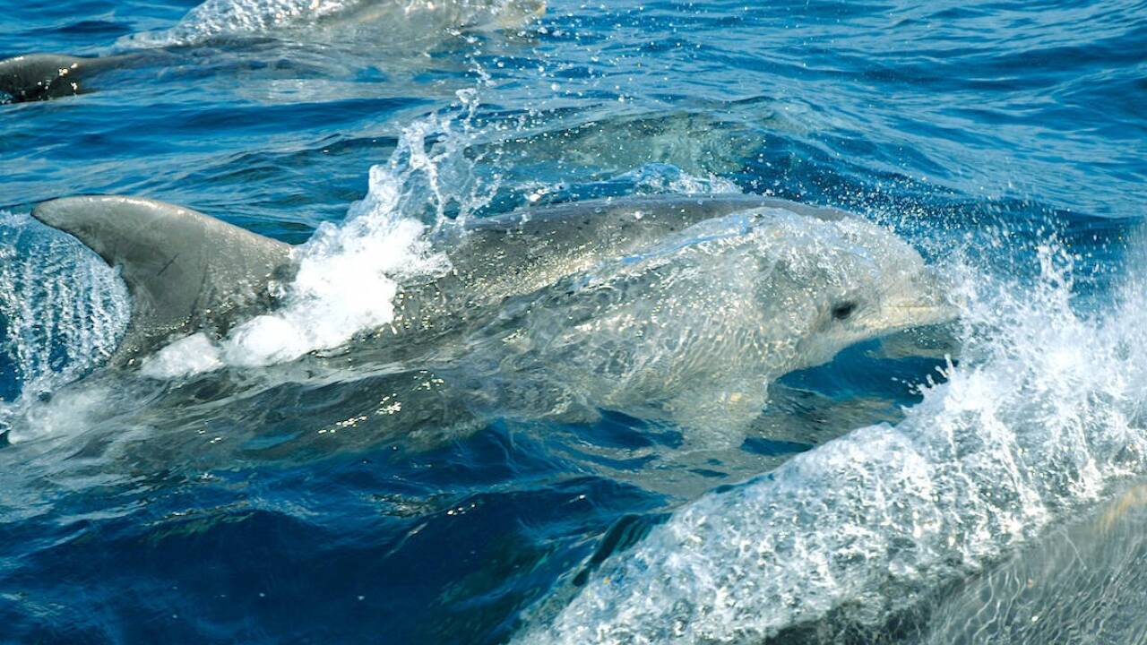 Große Tümmler in Aktion.   Große Tümmler in Aktion.