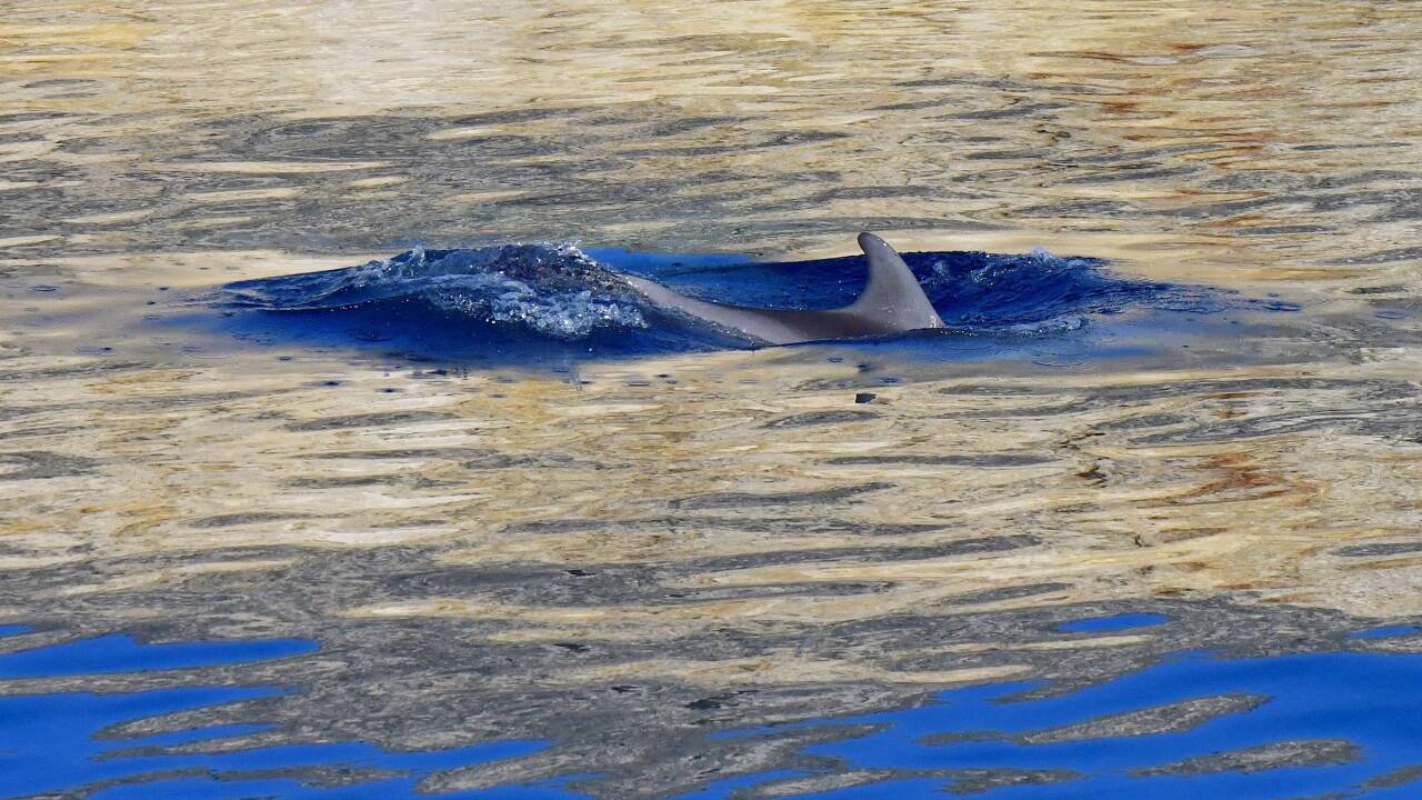 Große Tümmler in Aktion.   Große Tümmler in Aktion.