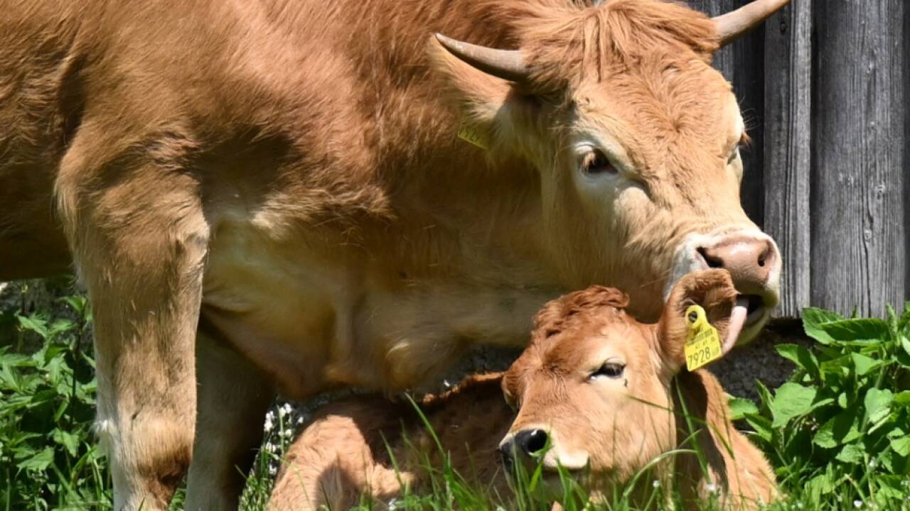 Im Jahr 2017 wurde eine 70-Jährige in Tirol von einer Kuh getötet 