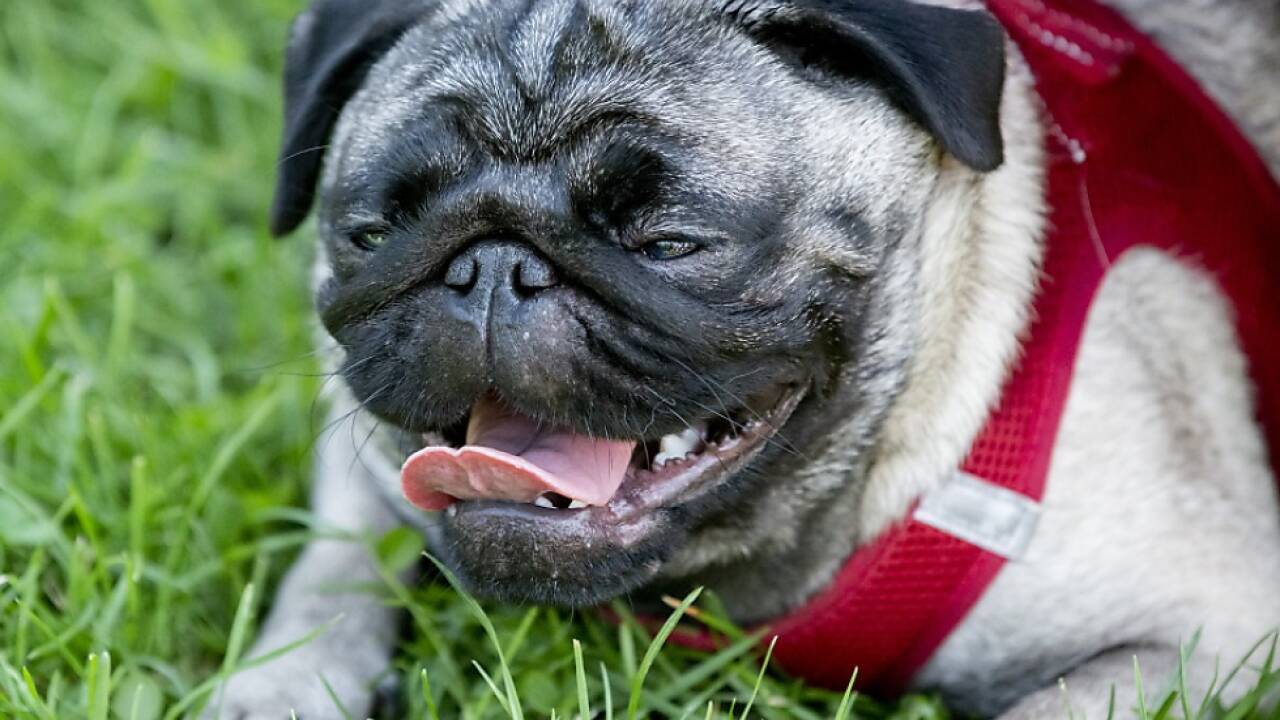 Hunde aus Qualzuckt bekommen oft schlecht Luft Hunde aus Qualzuckt bekommen oft schlecht Luft