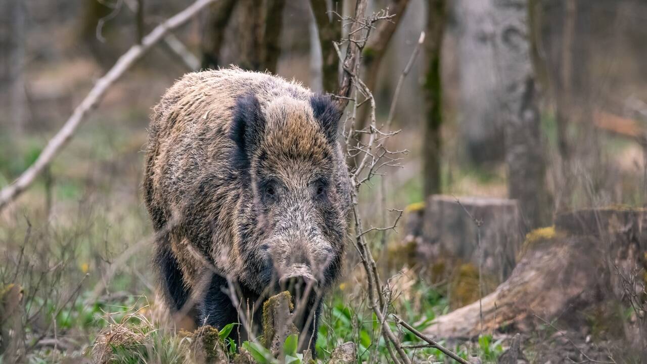 In Teilen Salzburgs, wie in der Antheringer Au im Bild, sind Wildschweine längst keine Seltenheit. Künftig werden sie sich wohl auch im Pongau stärker breit machen.  