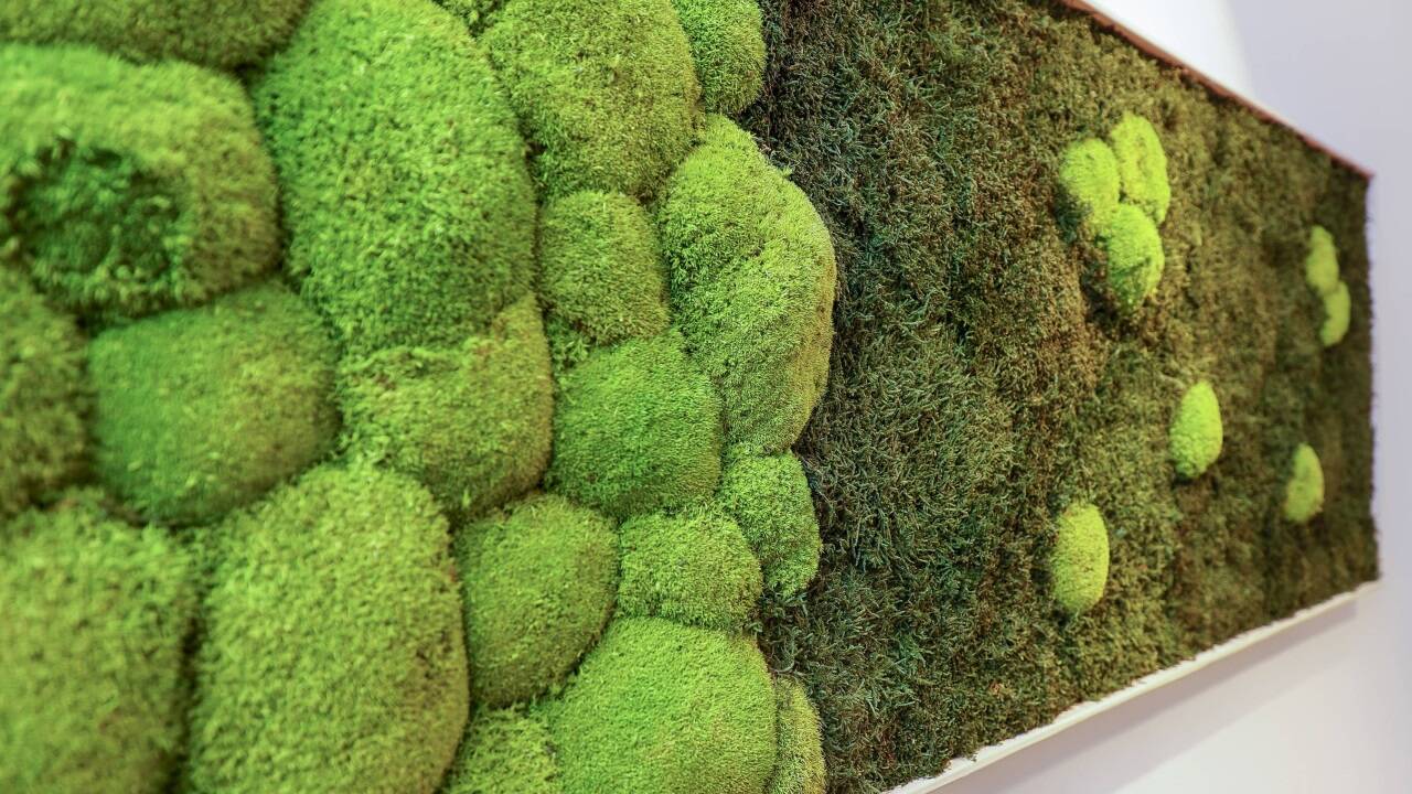 Aus dem skandinavischen Moos werden Deko-Stücke für Wand und Decke hergestellt.  