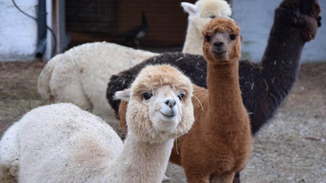 Die jungen Wallache der Alpaka-Herde in Abersee. 