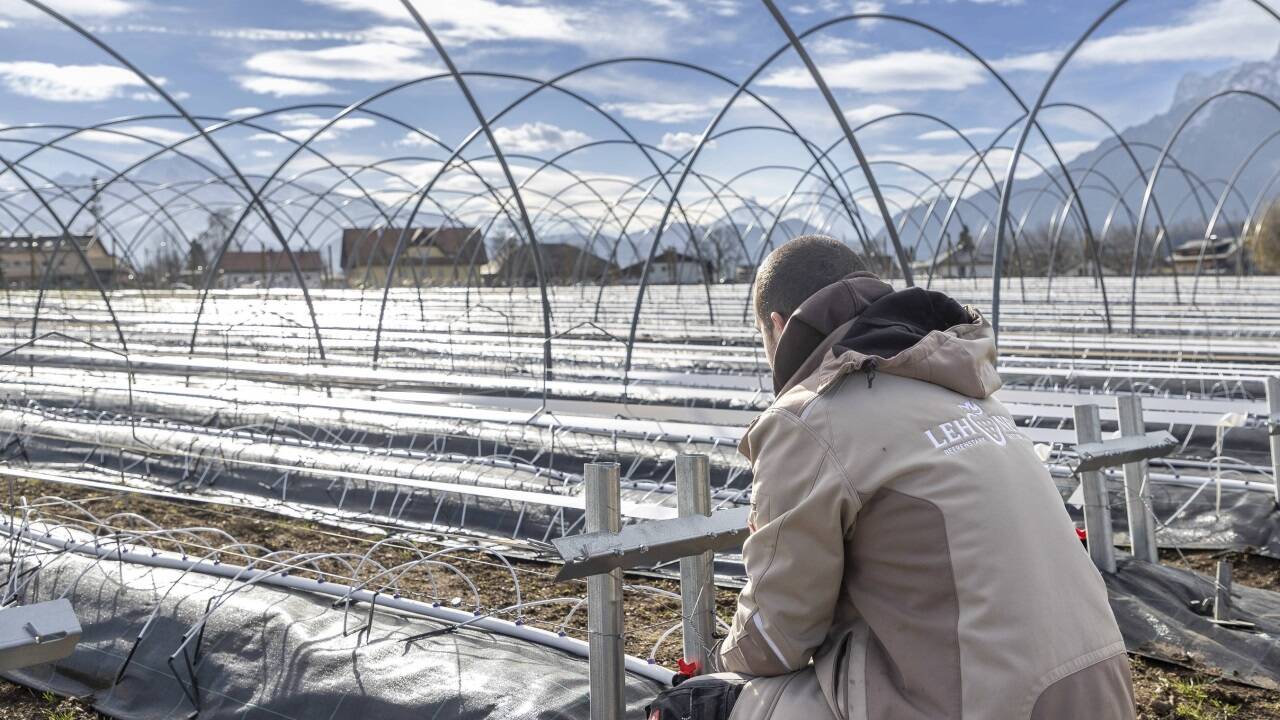 Auf dem Feld hinter dem Lehner-Beerenstadl an der Aigner Straße in Salzburg werden bald mehrere verschiedene Beerensorten wachsen. Im Bild die Vorbereitungen für die Beete mit immertragenden Erdbeerpflanzen. Auf dem Feld hinter dem Lehner-Beerenstadl an der Aigner Straße in Salzburg werden bald mehrere verschiedene Beerensorten wachsen. Im Bild die Vorbereitungen für die Beete mit immertragenden Erdbeerpflanzen.