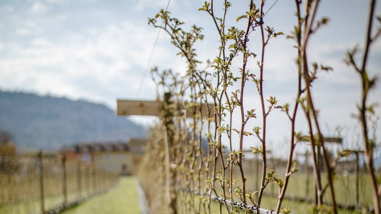 Das Selberpflückfeld hinter dem Beerenstadl wird zum Erlebnisgarten. Das Selberpflückfeld hinter dem Beerenstadl wird zum Erlebnisgarten.