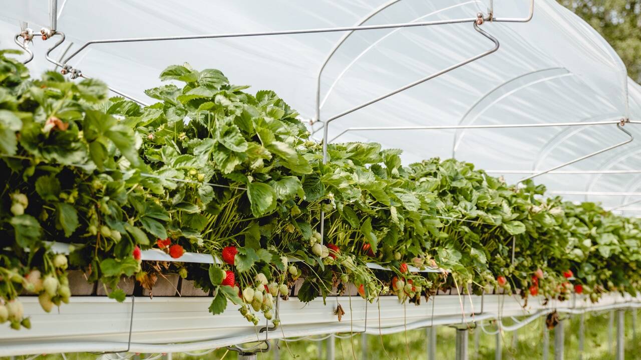 Seit 2020 besteht die Plantage mit Erdbeerhochbeeten. Seit 2020 besteht die Plantage mit Erdbeerhochbeeten.