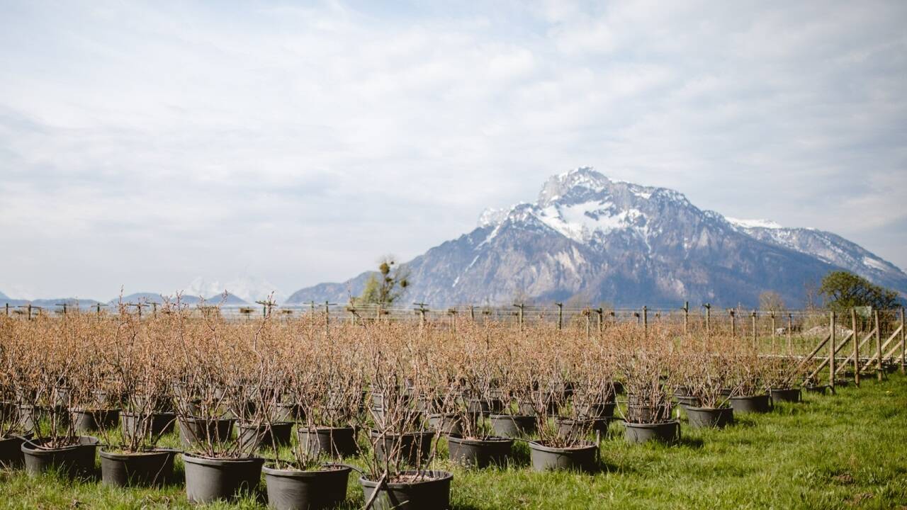 Das Selberpflückfeld hinter dem Beerenstadl wird zum Erlebnisgarten. Das Selberpflückfeld hinter dem Beerenstadl wird zum Erlebnisgarten.