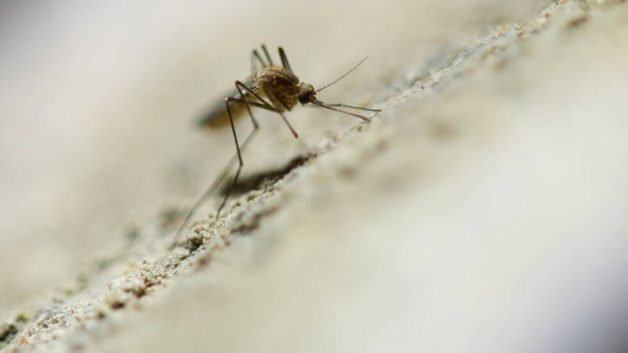 Erkrankungsrisiko in Österreich laut AGES weiterhin gering Erkrankungsrisiko in Österreich laut AGES weiterhin gering