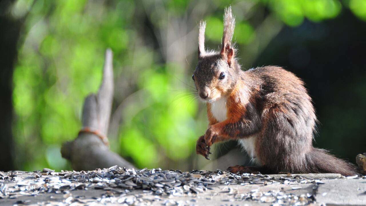 Ein besonders buntes Exemplar: Hellrot an den Vorderpfoten, schwarzbraun am Hinterteil. Und, wie alle, mit weißem Bauch. Ein besonders buntes Exemplar: Hellrot an den Vorderpfoten, schwarzbraun am Hinterteil. Und, wie alle, mit weißem Bauch.