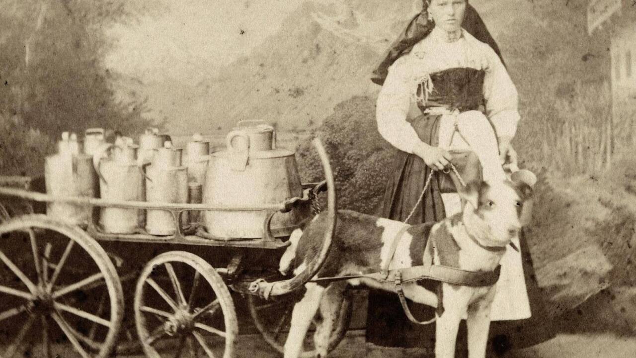 Ein Foto aus dem Salzburg Museum zeigt ein „Salzburger Milchmädchen“ um 1875 mit Hundeschlitten.  