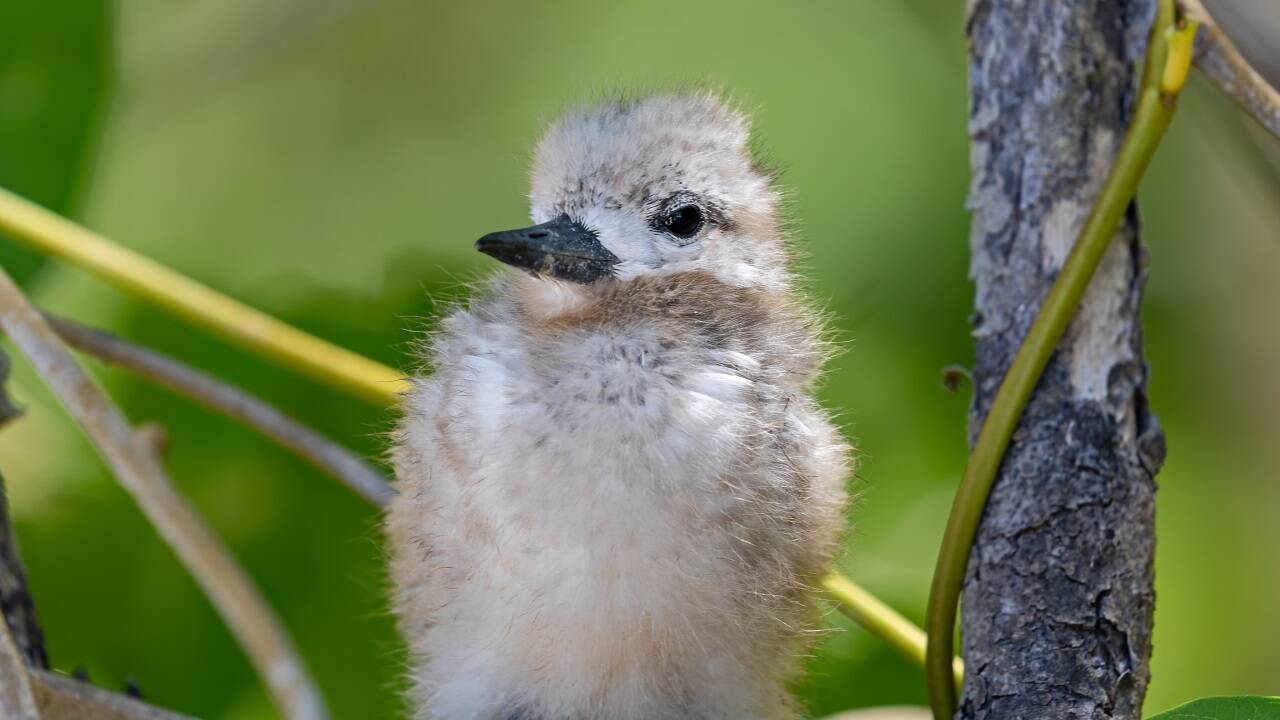 Die Australseeschwalbe ist der bedrohteste Vogel Neuseelands. 