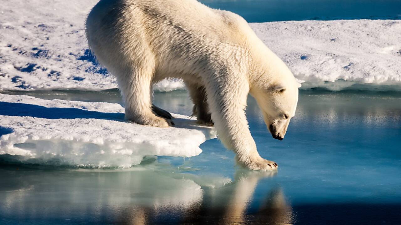 Eisbären sind eindeutig Verlierer des Klimawandels. 