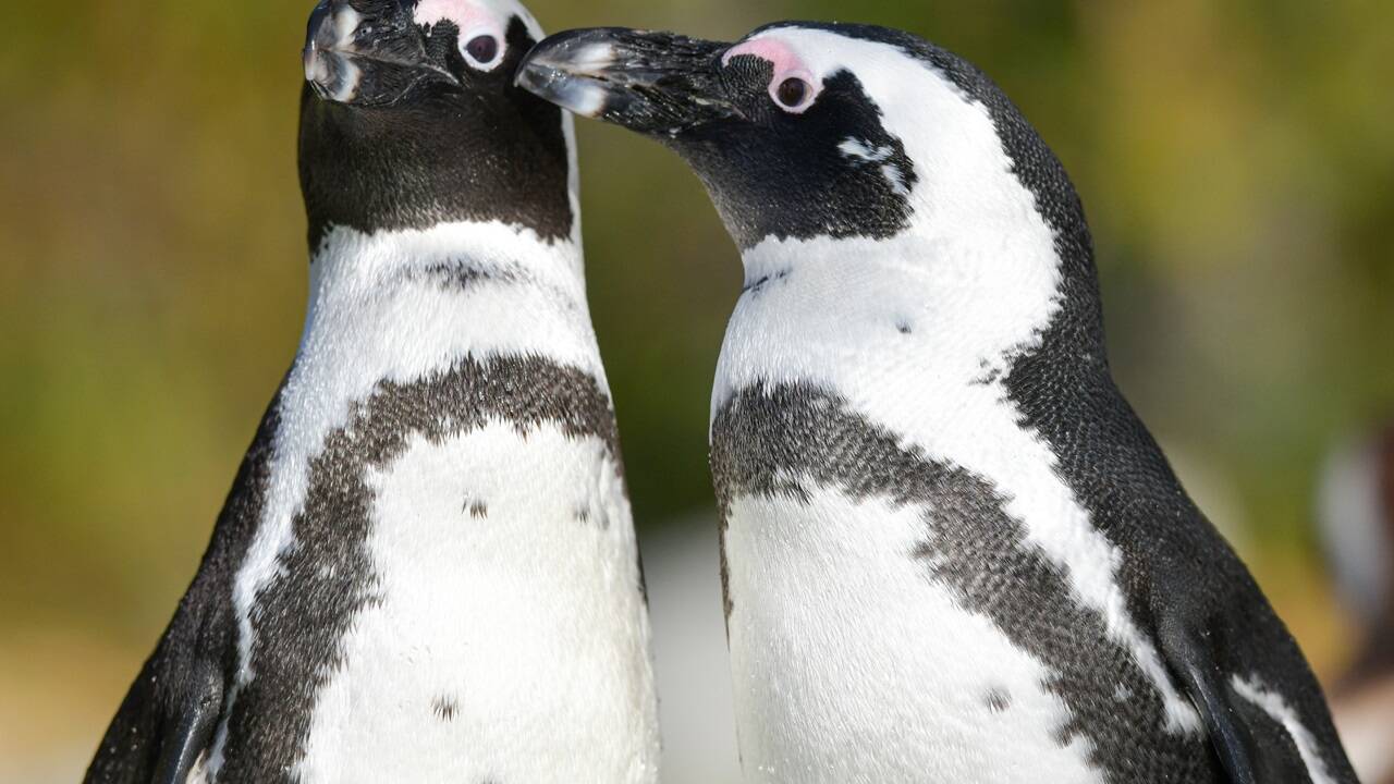 Der Salzburger Zoo begeistert mit seiner artenreichen Tierwelt kleine wie große Besucher. 