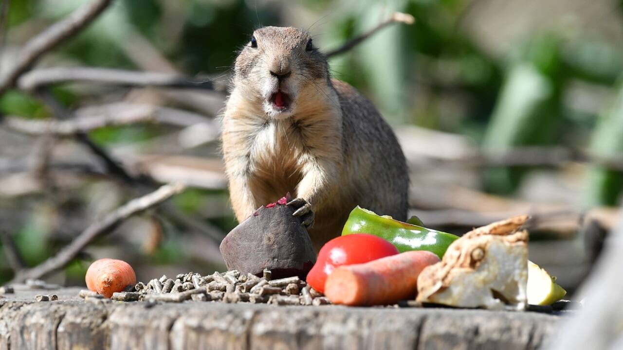 Der Salzburger Zoo begeistert mit seiner artenreichen Tierwelt kleine wie große Besucher. 