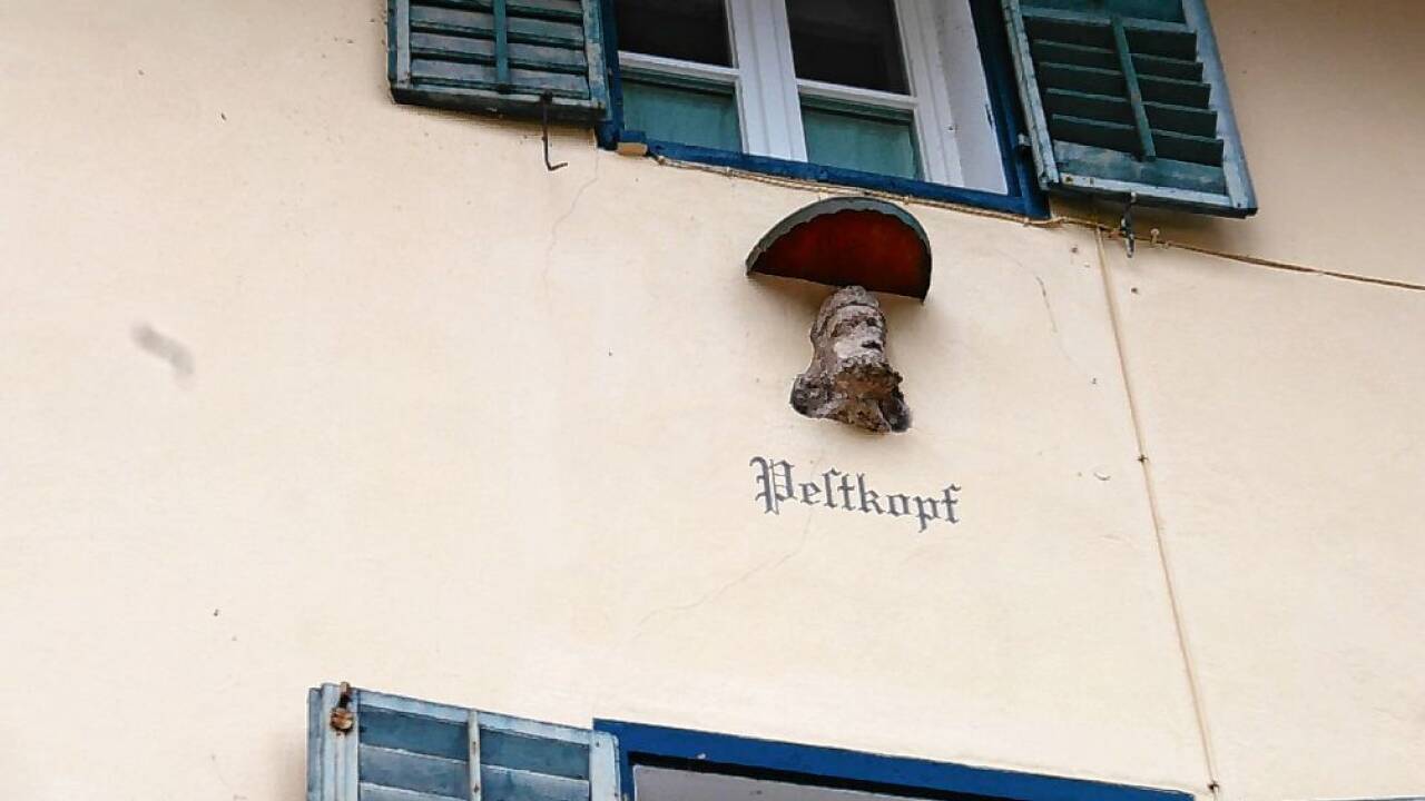 Markanter zeigt sich der Pestkopf im Profil.  