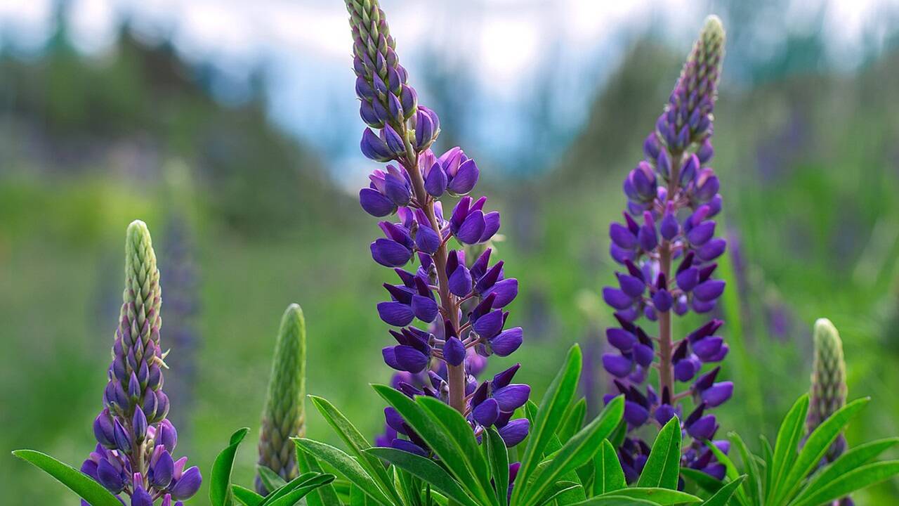 Die Lupinenblüten sind Mitte Mai, Anfang Juni schön anzusehen. 
