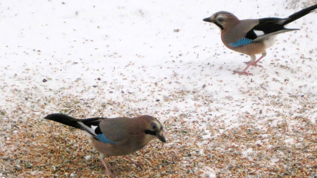 Feuer frei? Bei Vogelfreunden sind Eichelhäher an der Futterstelle das ganze Jahr hindurch gern gesehene Gäste. Feuer frei? Bei Vogelfreunden sind Eichelhäher an der Futterstelle das ganze Jahr hindurch gern gesehene Gäste.