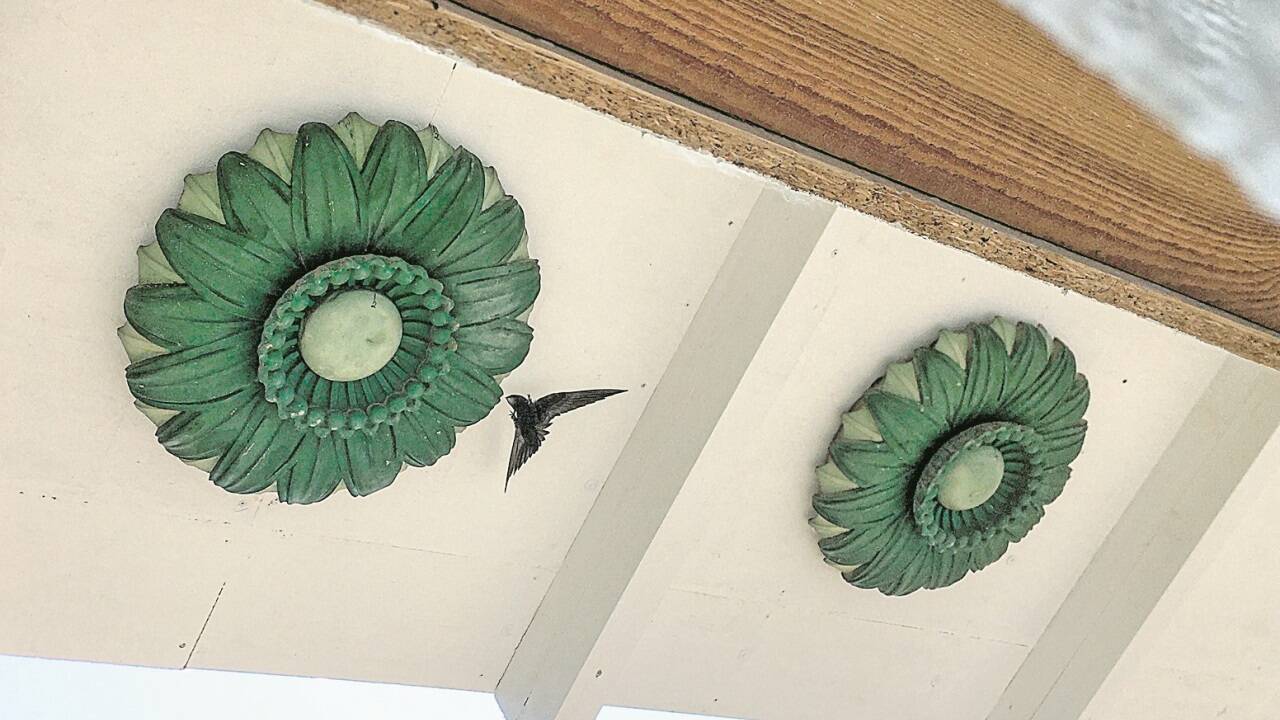 Mauersegler nisten in den Blechblumen des Otto-Wagner-Schleusengebäudes in Wien.  