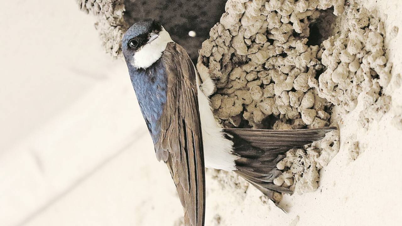 Mehlschwalbe beim Nestbau an der Fassade.  