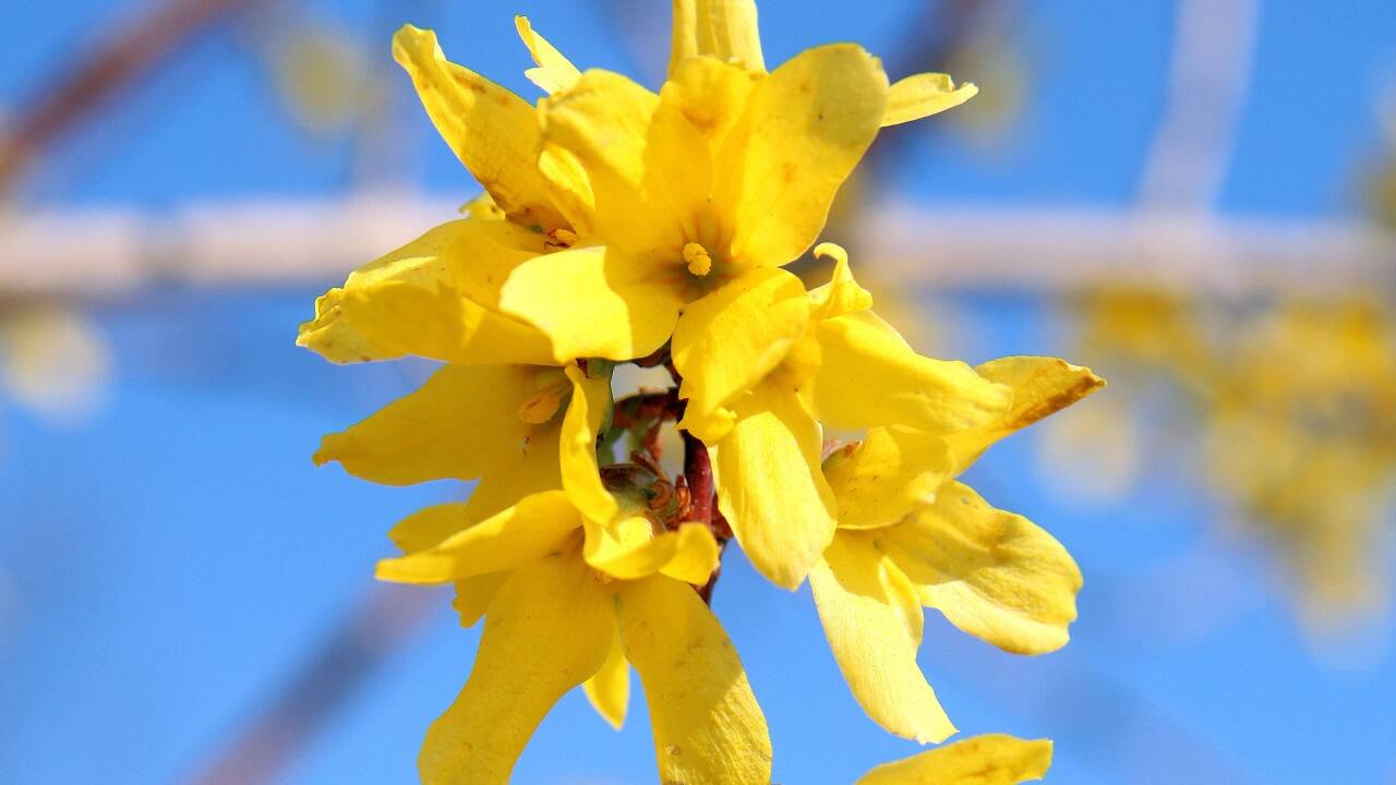 Ein Frühlingsbote: die Forsythie. 