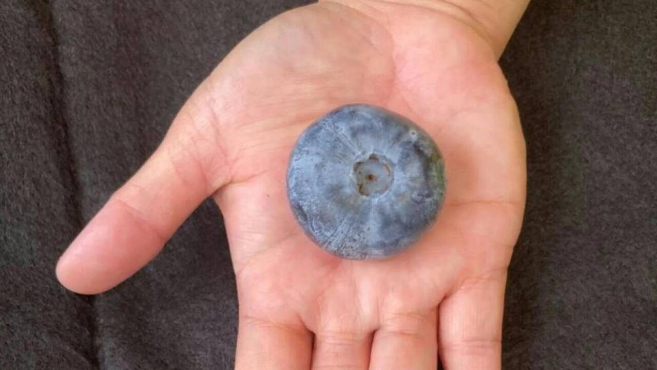 Die Heidelbeere gehört zu einer neu entwickelten Sorte Die Heidelbeere gehört zu einer neu entwickelten Sorte