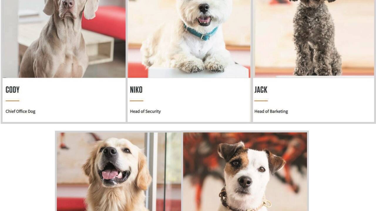 Bei der Agentur Zooom in Fuschl hat jeder der Hunde seine eigene Aufgabe.  