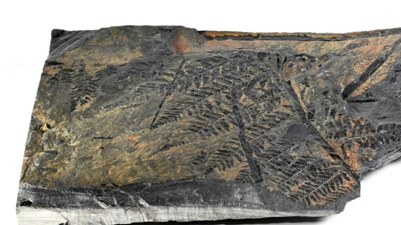 Fossile Relikte früherer Zeiten: Blätter eines Farnsamers 