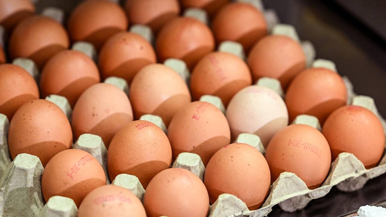 Mehr heimische Eier in der Gemeinschaftsverpflegung gefordert 