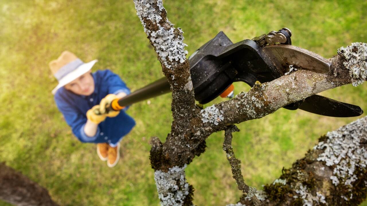 Obstbäume können jetzt geschnitten werden. 