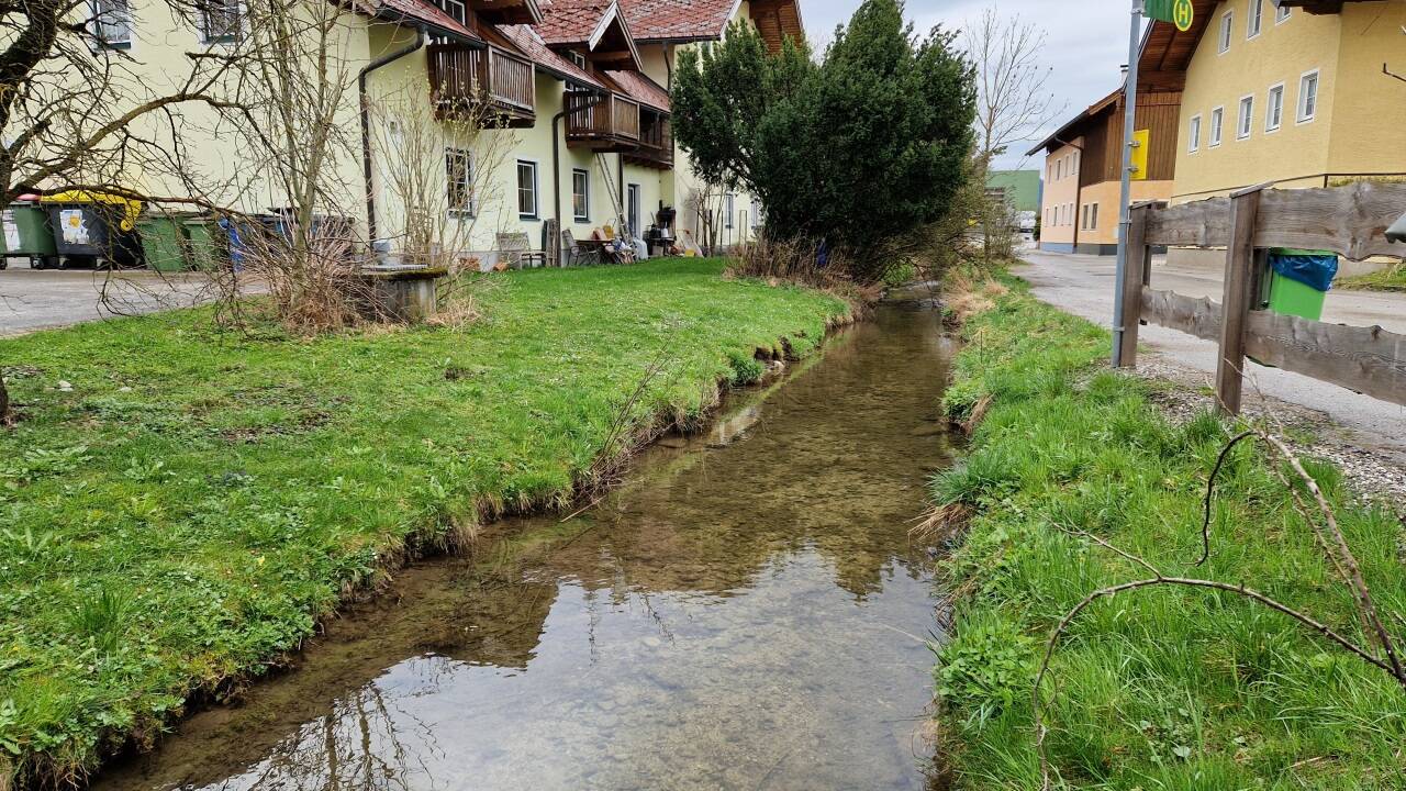 Der Zustand des Pfongauer Bachs war nach dem Gülleunfall stabil. Ein Ergebnis der entnommenen Wasserproben lag bis Redaktionsschluss noch nicht vor. Der Zustand des Pfongauer Bachs war nach dem Gülleunfall stabil. Ein Ergebnis der entnommenen Wasserproben lag bis Redaktionsschluss noch nicht vor.