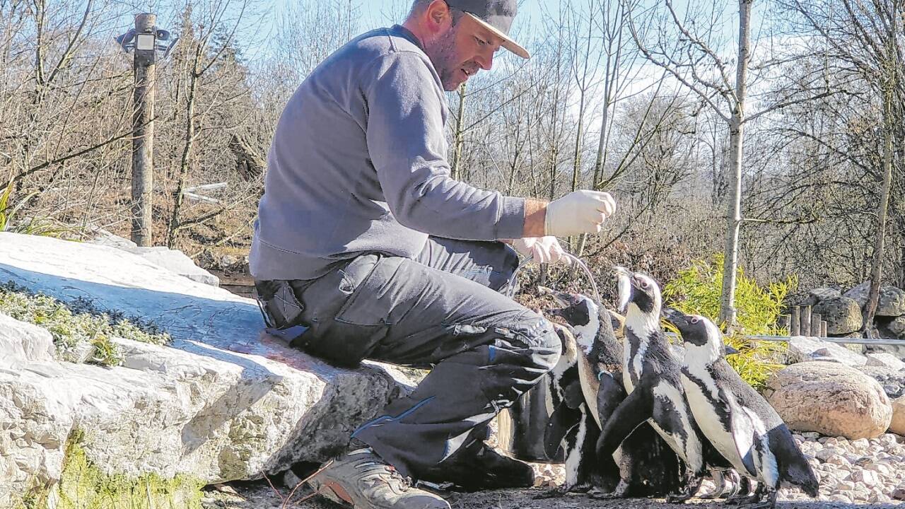 Die Ausbildung zum Tierpfleger lässt sich über eine Lehre oder auch über den zweiten Bildungsweg absolvieren. 