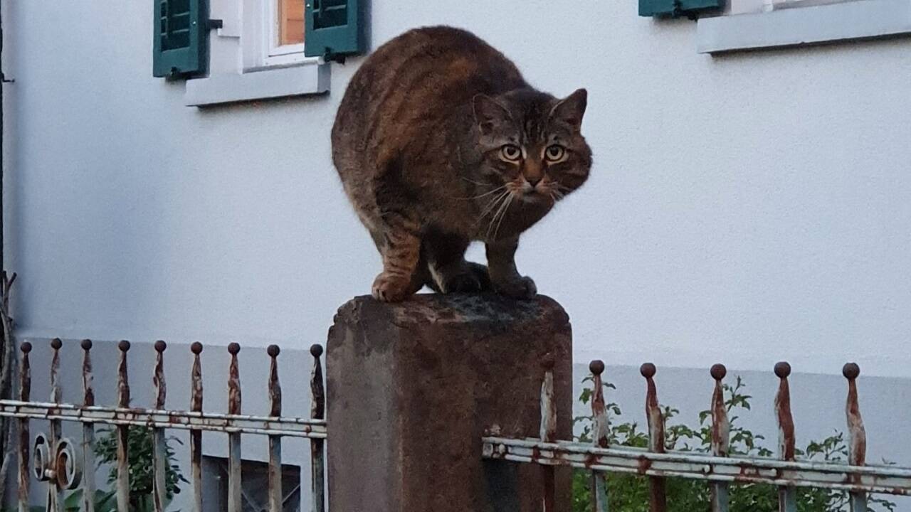 Streicheln oder nicht? Bei einer fremden Katze sollte man besser zurückhaltend sein. Streicheln oder nicht? Bei einer fremden Katze sollte man besser zurückhaltend sein.