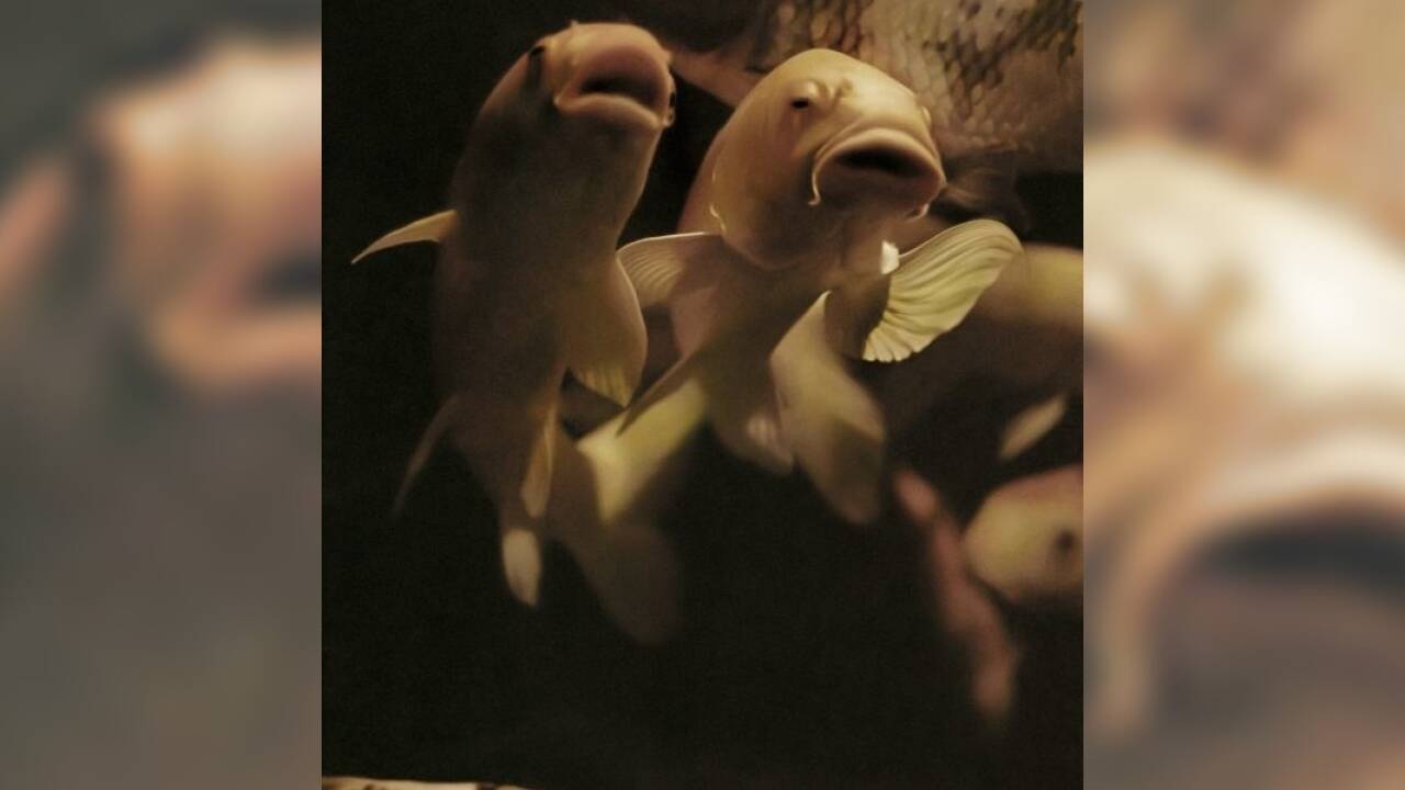 „untitled“ von Suschitzky-Preisträgerin Olivia Coeln. 