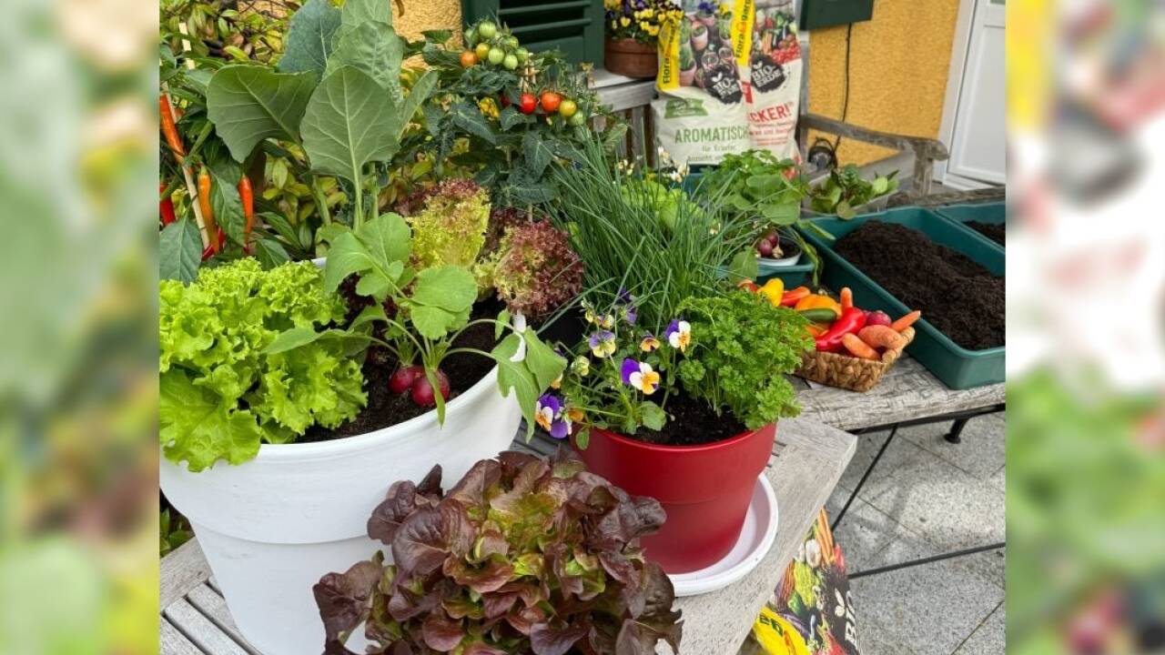 Gemüsegenuss auch ohne Garten.  