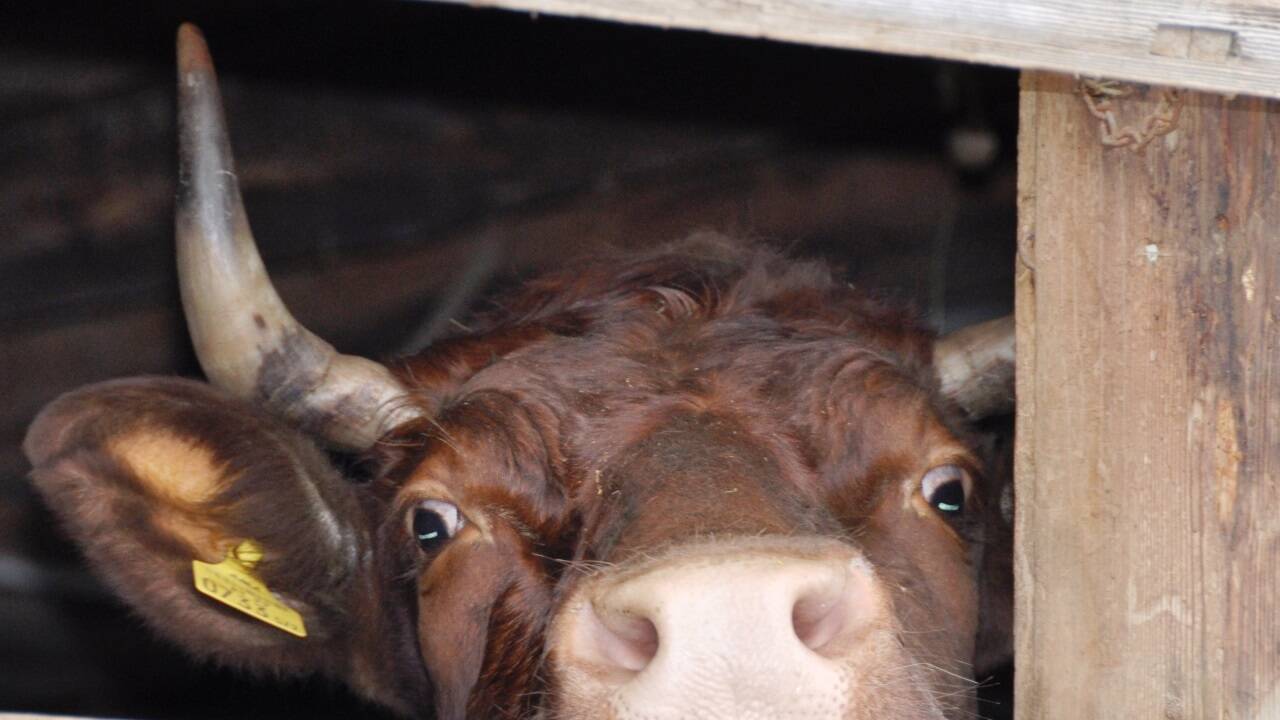 Muh, das blendet! Kuhaugen brauchen viel länger, bis sie sich an Helligkeit gewöhnt haben. Muh, das blendet! Kuhaugen brauchen viel länger, bis sie sich an Helligkeit gewöhnt haben.