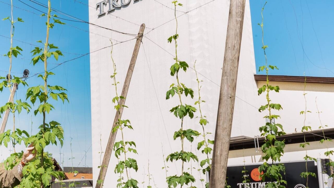 Die Trumer Brauerei in Obertrum (im Bild mit Hopfenstauden) veranstaltet am kommenden Freitag, 19. April, einen Erlebnistag. 