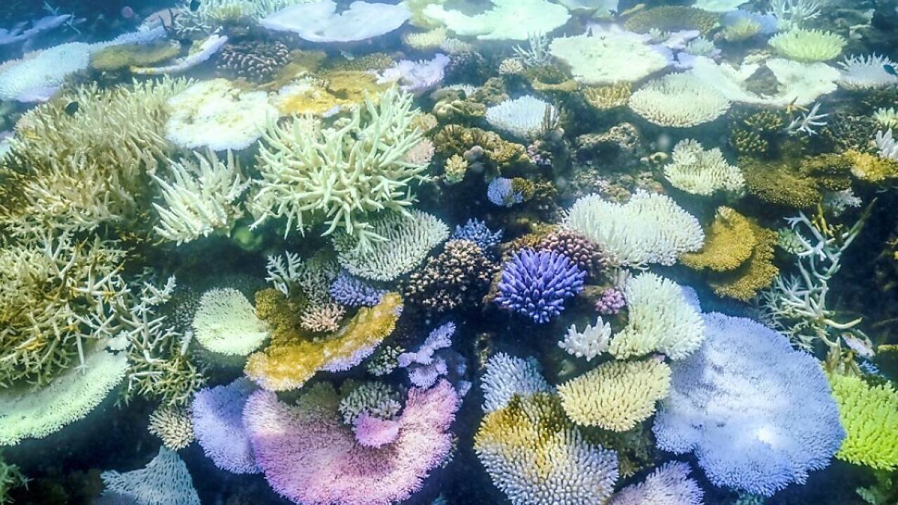 Korallenbleiche am Great Barrier Reef 