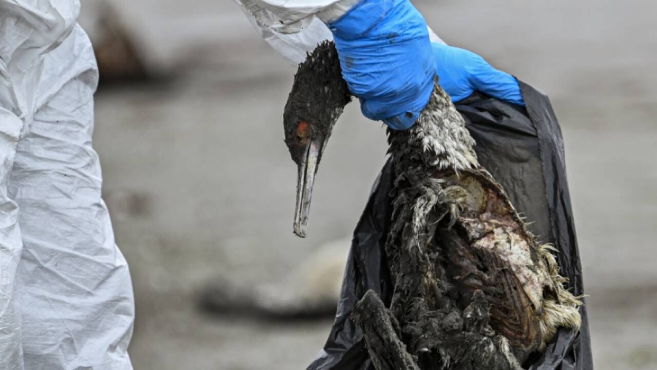 Nicht mehr nur Vögel befallen 