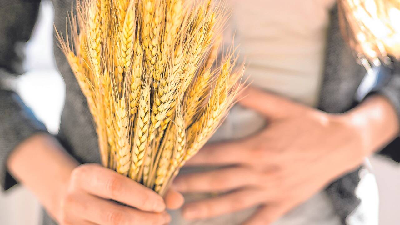 Menschen mit Zöliakie können Weizen und weitere glutenhaltige Getreidesorten nicht richtig verdauen. In Folge kann es zu Bauchschmerzen, Kopfschmerzen oder vielfältigen weiteren Symptomen kommen.  