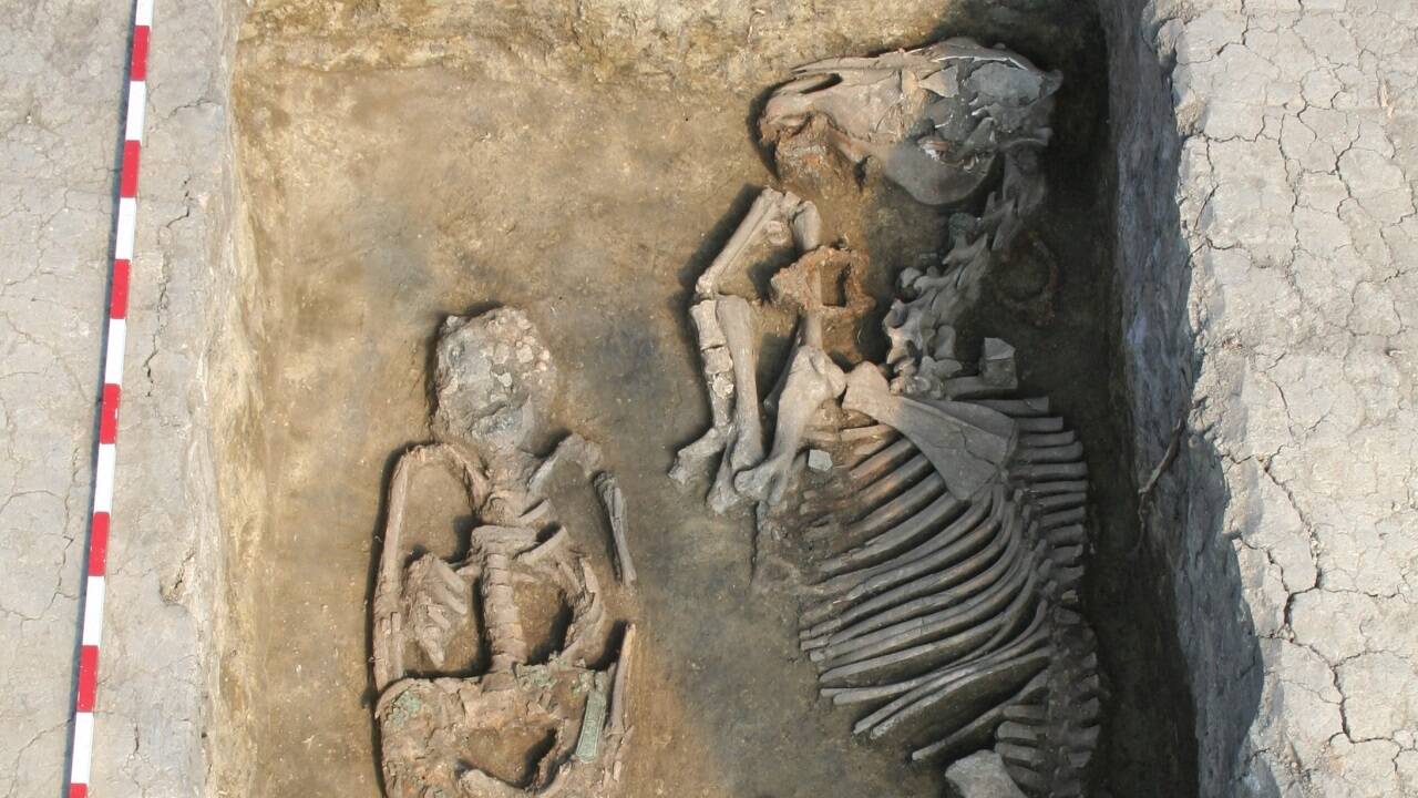 Ein Awaren-Grab; konkret eine Bestattung mit einem Pferd in Rákóczifalva, Ungarn (8. Jahrhundert n. Chr.). Ein Awaren-Grab; konkret eine Bestattung mit einem Pferd in Rákóczifalva, Ungarn (8. Jahrhundert n. Chr.).