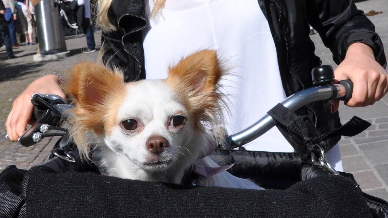 Anschnallen bitte: Kleine Hunde können große Strecken bequem im Fahrradkorb bewältigen. Anschnallen bitte: Kleine Hunde können große Strecken bequem im Fahrradkorb bewältigen.