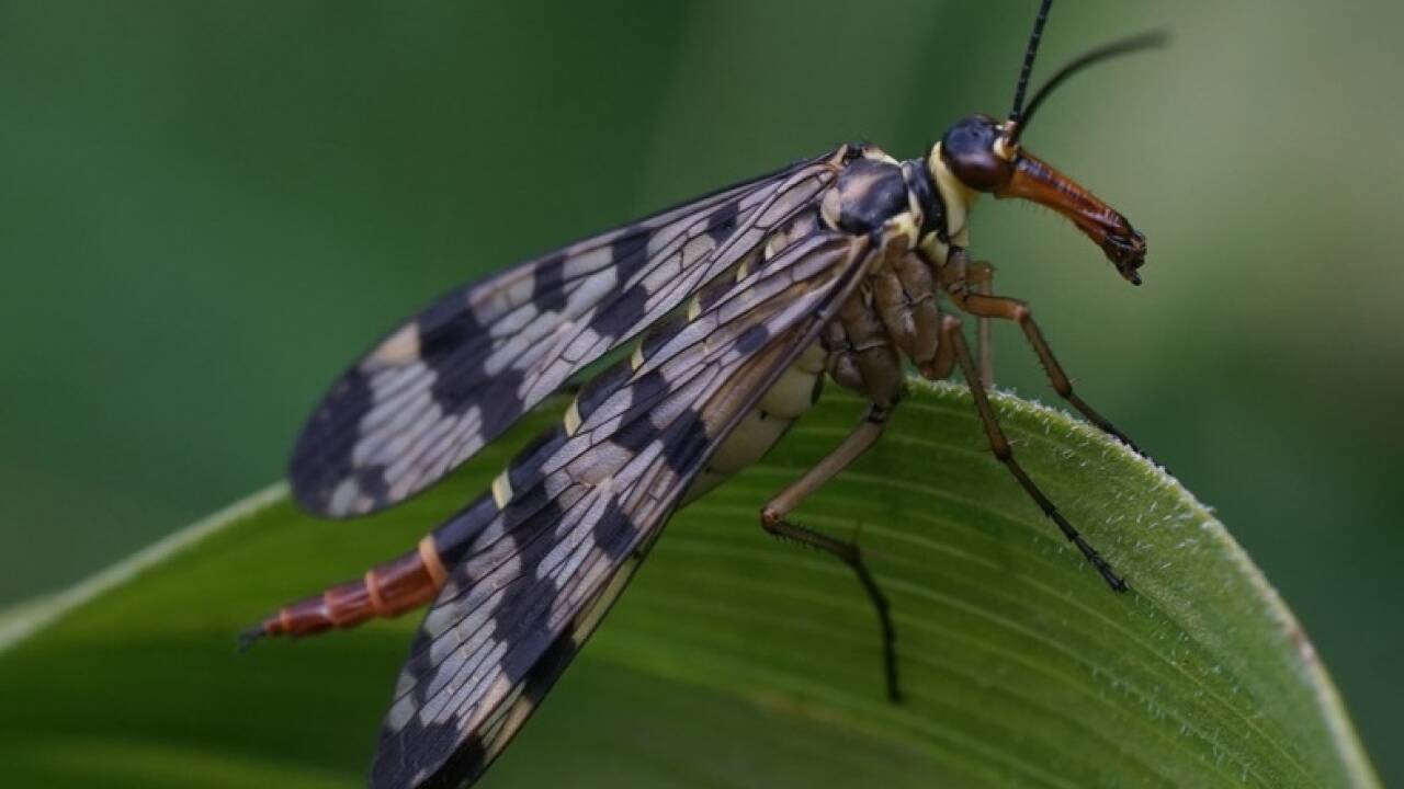 Die Gemeine Skorpionsfliege  